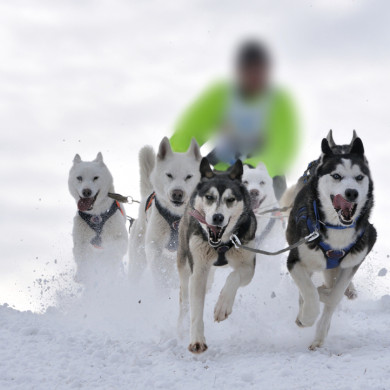 vacances pyrennes piau engaly chiens de traineaux